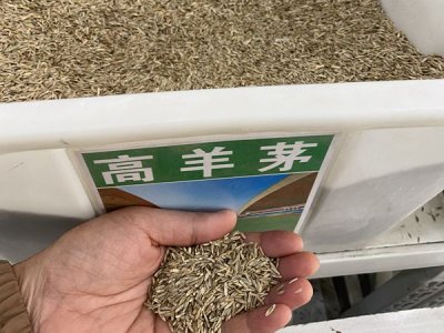 高羊茅简介
