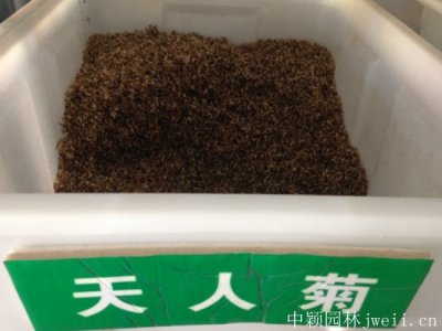 宿根天人菊种子怎样催芽？