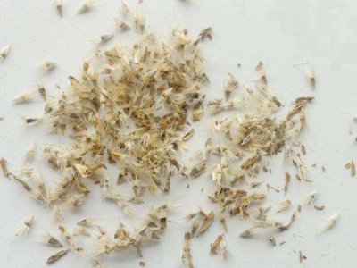 宿根天人菊种子的功效和作用