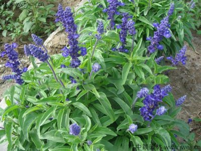 宿根鼠尾草种子种植多久浇水？