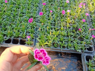 中国石竹种子种植养护技巧
