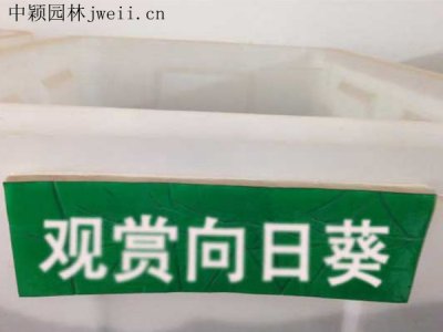 向日葵的药用价值