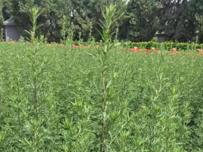 蓍草种子种植怎么除杂草？