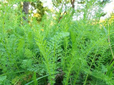 蓍草种子种植怎么施肥？