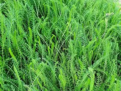 蓍草种子浸泡多久才能种？