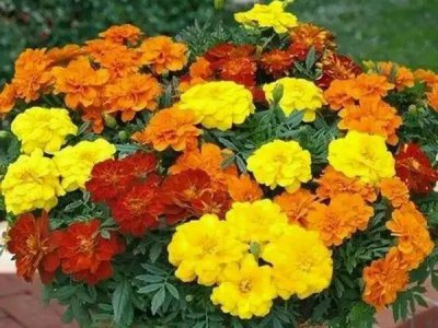 福寿花种植多久浇水？