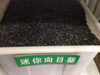 迷你向日葵种子