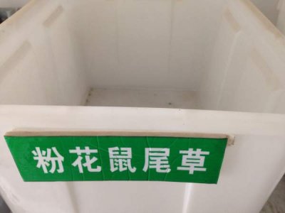 粉花鼠尾草种子