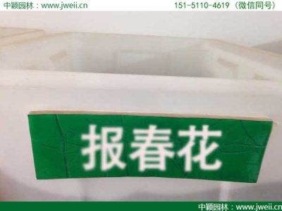 报春花种子