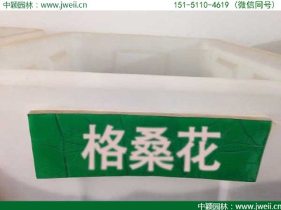 格桑花种子