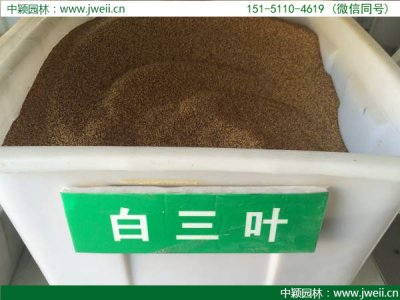 白三叶种子