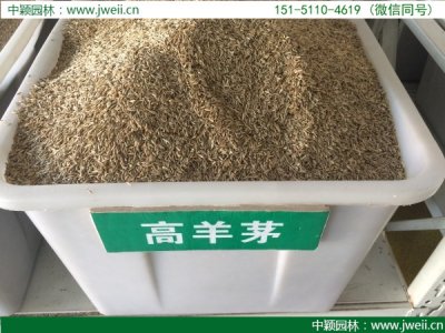 高羊茅种子