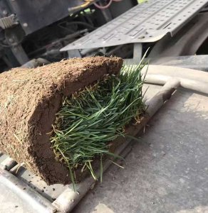 3月可以播种四季青草吗？