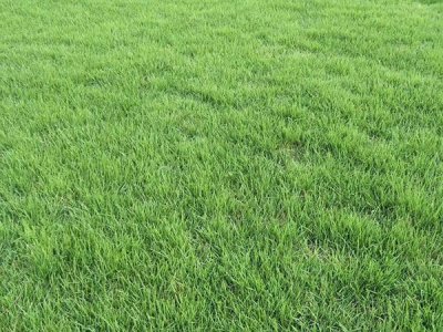 边坡植草籽选用什么品种最好？