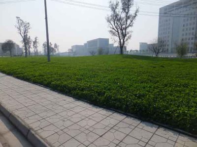 边坡绿化草籽报价哪家最低？