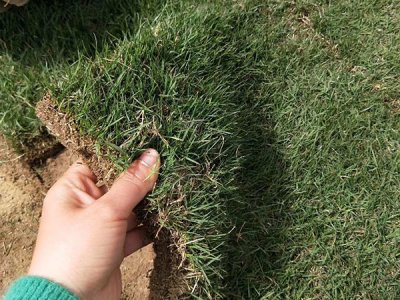 100平方需要多少斤草籽？