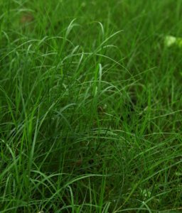 百喜草植株可以长多高？