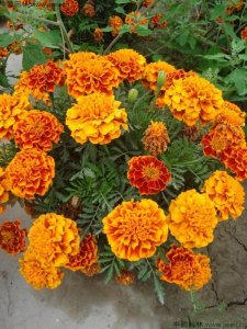四川适合种植矮杆万寿菊吗？