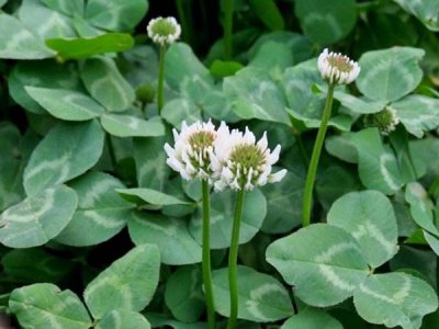 白三叶草多长时间发芽？