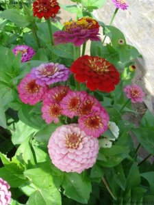 春天能种矮杆百日草花吗？