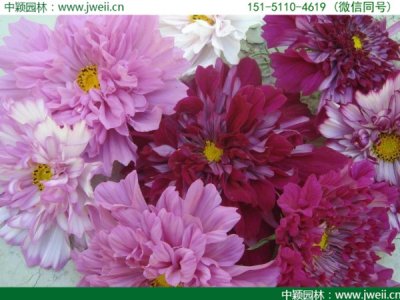 新疆哪里有卖格桑花种子的？