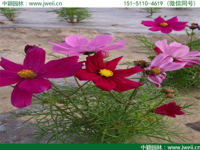 安徽适合种植格桑花吗？