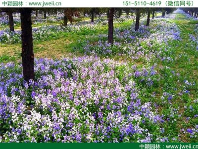 二月兰种子需要催芽吗？