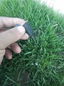 剪股颖草坪耐高温吗？