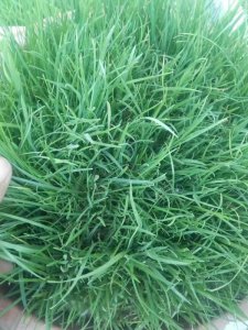 八月还能种植披碱草吗？