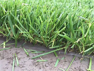 陕西适合种植紫羊茅吗？