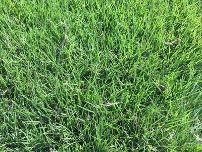 三月能种植百慕大吗？