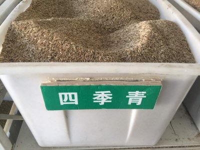 台湾四季青草籽多少钱一公斤？