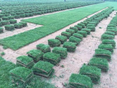 福建适合种植四季青草吗？