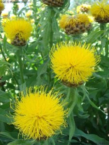 播种矢车菊多长时间发芽？