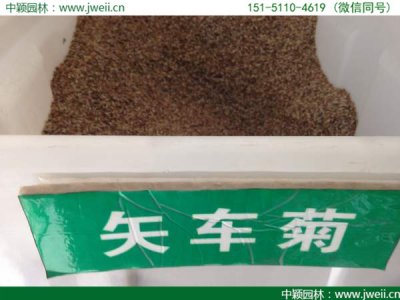 矢车菊种子播种一平方要多少克？