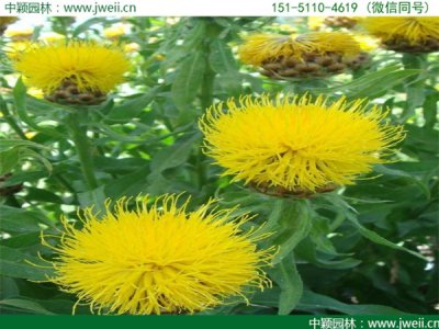 贵州适合种植矢车菊吗？