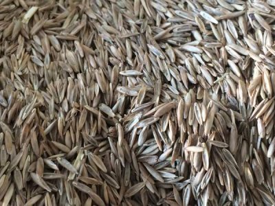 护坡草籽子价格每公斤多少钱？