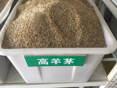 高羊茅一斤可以种植多大面积？