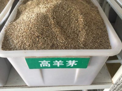 北京哪里有卖高羊茅种子的？