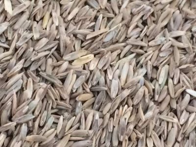 护坡草种用什么草？