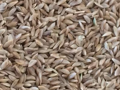 多年生草籽什么时间种植?