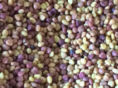 7月适合种植草籽吗？