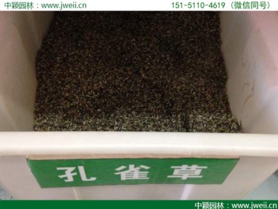 矮杆孔雀草一公斤能种多大面积？