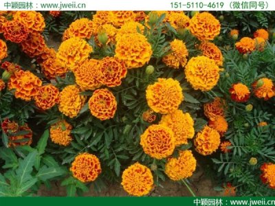 孔雀草和金盏菊有什么区别？