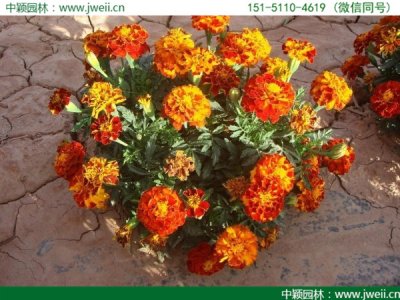 孔雀草的花语是什么？