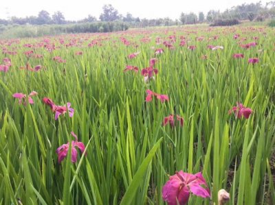 大花鸢尾花花籽什么价格？