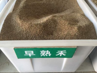 1斤早熟禾能播种多少平方草坪？