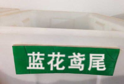 鸢尾可以春季播种吗？