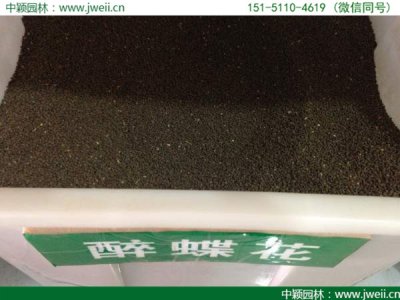 花卉醉蝶花种子多少钱一斤？