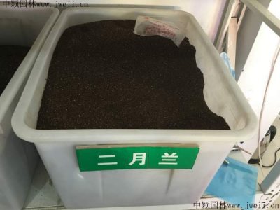 二月兰草籽多少钱一公斤？